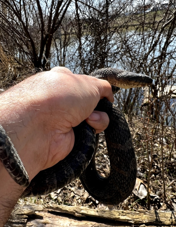 Northern Water Snake